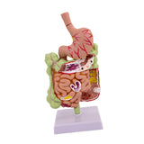 Maxbell Human Stomach Anatomy Model for Study Display Office Classroom Demonstration