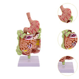Maxbell Human Stomach Anatomy Model for Study Display Office Classroom Demonstration