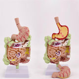 Maxbell Human Stomach Anatomy Model for Study Display Office Classroom Demonstration