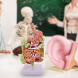 Maxbell Human Stomach Anatomy Model for Study Display Office Classroom Demonstration