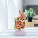 Maxbell Human Stomach Anatomy Model for Study Display Office Classroom Demonstration