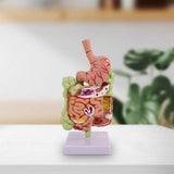 Maxbell Human Stomach Anatomy Model for Study Display Office Classroom Demonstration