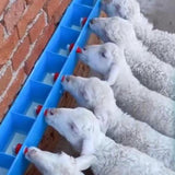 Maxbell Lamb feed Bottle Lamb Nursing Bottles Farm Drinking Equipment for Puppy