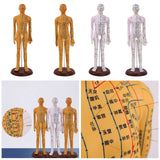 Maxbell Human Body Model Teaching Tool PVC High Detail for Teaching Student Training Brown Male