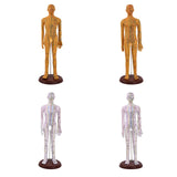 Maxbell Human Body Model Teaching Tool PVC High Detail for Teaching Student Training Brown Male