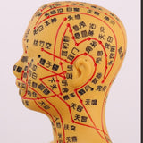 Maxbell Human Body Model Teaching Tool PVC High Detail for Teaching Student Training Brown Male