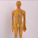 Maxbell Human Body Model Teaching Tool PVC High Detail for Teaching Student Training Brown Male