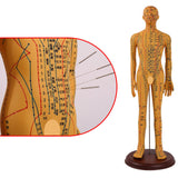 Maxbell Human Body Model Teaching Tool PVC High Detail for Teaching Student Training Brown Male