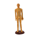 Maxbell Human Body Model Teaching Tool PVC High Detail for Teaching Student Training Brown Male