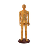 Maxbell Human Body Model Teaching Tool PVC High Detail for Teaching Student Training Brown Male