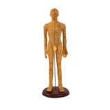 Maxbell Human Body Model Teaching Tool PVC High Detail for Teaching Student Training Brown Male