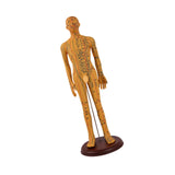 Maxbell Human Body Model Teaching Tool PVC High Detail for Teaching Student Training Brown Male