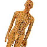 Maxbell Human Body Model Teaching Tool PVC High Detail for Teaching Student Training Brown Male