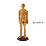 Maxbell Human Body Model Teaching Tool PVC High Detail for Teaching Student Training Brown Male
