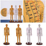 Maxbell Human Body Model Teaching Tool PVC High Detail for Teaching Student Training Brown Male