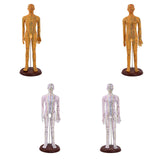 Maxbell Human Body Model Teaching Tool PVC High Detail for Teaching Student Training Brown Male
