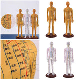Maxbell Human Body Model Teaching Tool PVC High Detail for Teaching Student Training Brown Male