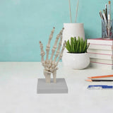 Maxbell Hand Joint Model Lightweight Skeleton Model for Teaching Explanation Display