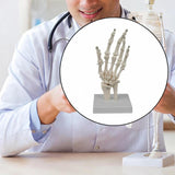 Maxbell Hand Joint Model Lightweight Skeleton Model for Teaching Explanation Display