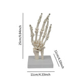 Maxbell Hand Joint Model Lightweight Skeleton Model for Teaching Explanation Display