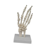 Maxbell Hand Joint Model Lightweight Skeleton Model for Teaching Explanation Display