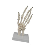 Maxbell Hand Joint Model Lightweight Skeleton Model for Teaching Explanation Display