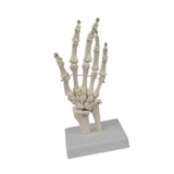 Maxbell Hand Joint Model Lightweight Skeleton Model for Teaching Explanation Display