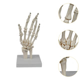Maxbell Hand Joint Model Lightweight Skeleton Model for Teaching Explanation Display