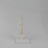 Maxbell Hand Joint Model Lightweight Skeleton Model for Teaching Explanation Display