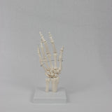 Maxbell Hand Joint Model Lightweight Skeleton Model for Teaching Explanation Display