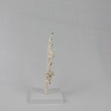 Maxbell Hand Joint Model Lightweight Skeleton Model for Teaching Explanation Display