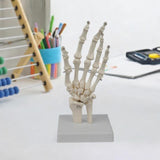 Maxbell Hand Joint Model Lightweight Skeleton Model for Teaching Explanation Display