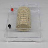 Maxbell Left Right Hand Rule Demonstrator Physics Experiment Kit for Students School