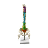 Maxbell Human Spine Model Colored Spine for Biology Class Demonstration School Study
