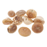 Maxbell Unique Table Decor Ornaments Natural Dried Plants Mushroom Style Crafts Supply 20-30mm - Aladdin Shoppers