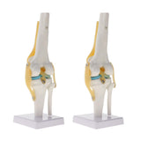 Maxbell 2 PCS 1:1 Lifesize Human Knee Joint Skeleton Model for  Teaching Aid