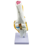 Maxbell Maxbell Medical Life Size Knee Joint Model Human Anatomy Model Kids Learning Tools