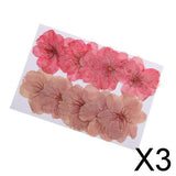 Maxbell 3x10pcs Mixed Color Pressed Dried Sakura Flowers Cherry Blossom for Art Craft