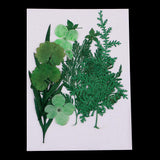 Maxbell 1 Pack Mixed Real Pressed Dried Flower Leaves Leaf Scrapbooking Embellishments for Wedding Invitation Card Making Green - Aladdin Shoppers