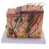 Maxbell Magnification 70X Human Skin Epidermis Dermal Skin Appendages Model Lab Supplies Educative - Aladdin Shoppers