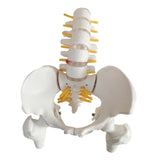 Maxbell Human Pelvis with Lumbar Vertebrae PVC Column Spinal Cord Model for Teaching style A