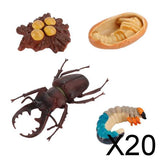 20xInsect Life Cycle Lifelike Stag Bettle Growth Teaching Aids rear teeth