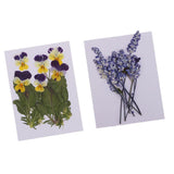 Maxbell 16 Pieces Assorted Natural Pressed Dried Flowers DIY Scrapbooking Art Crafts