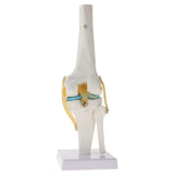 Maxbell 2 PCS 1:1 Lifesize Human Knee Joint Skeleton Model for  Teaching Aid