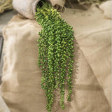 Maxbell 10x Artificial Flower String of Pearls Wall Hanging Succulents Plants Green