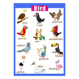 Maxbell Maxbell Kids Toddlers earning Poster Preschool Educational Wall Posters Birds