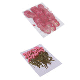 Maxbell 50x None Branch +50 Pcs Branched Pressed Dried Flowers DIY Embossed Flowers