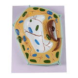 Maxbell Cell Anatomy Model Teaching Birthday Toy Study Classroom Biology Science Kit Plant Cell Model