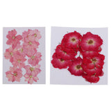 Maxbell 22 Pieces Natural Delphinium Rose Real Pressed Dried Flowers for DIY Craft