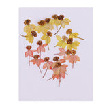 Maxbell 40 Pieces Real Pressed Dried Flowers DIY Art Crafts Scrapbooking Card Making
